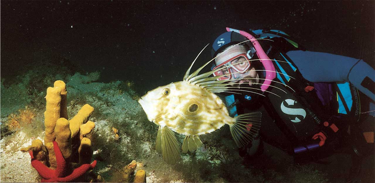 Riviera Okrug diving