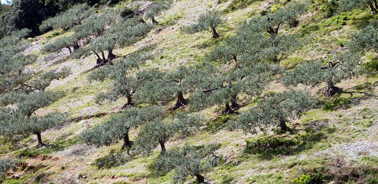 Riviera Okrug Trogir - Cueillette des olives